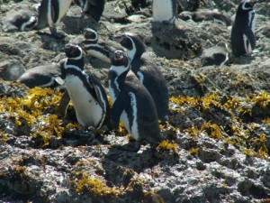 Pinguinos en Puñihuil